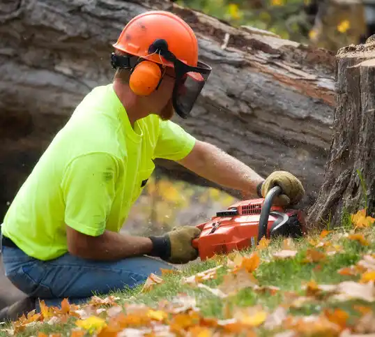 tree services Fairmount